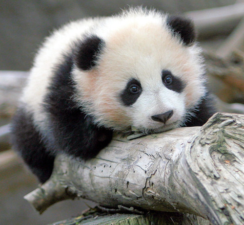 Sad Panda is Sad.